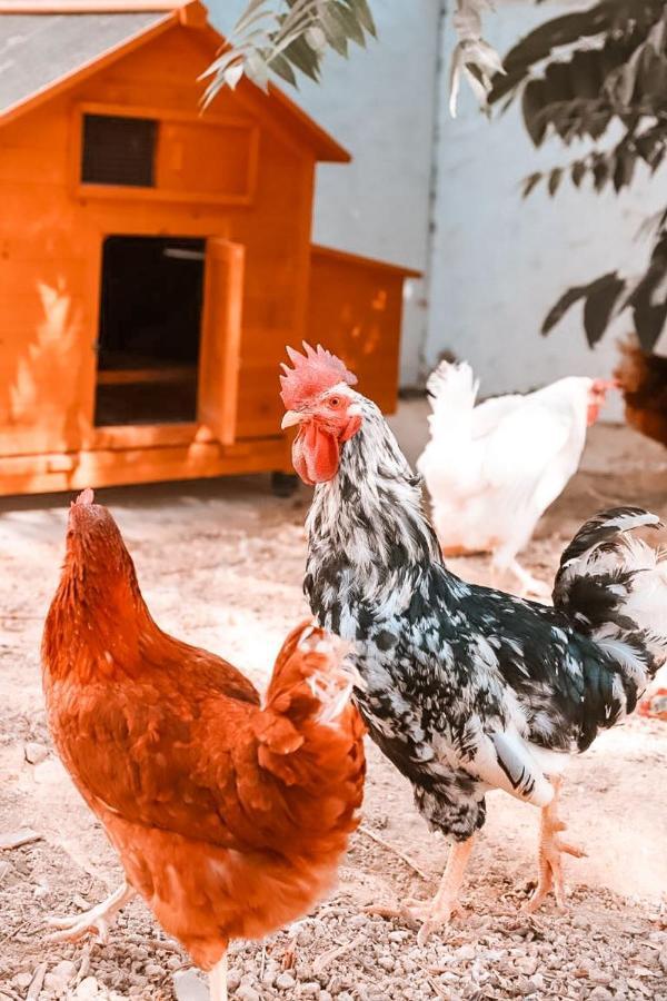 Finca Besito Alhaurín el Grande Εξωτερικό φωτογραφία